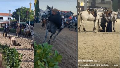 Feira da Golegã: quedas, pancadaria e um pedido de casamento golega 67890