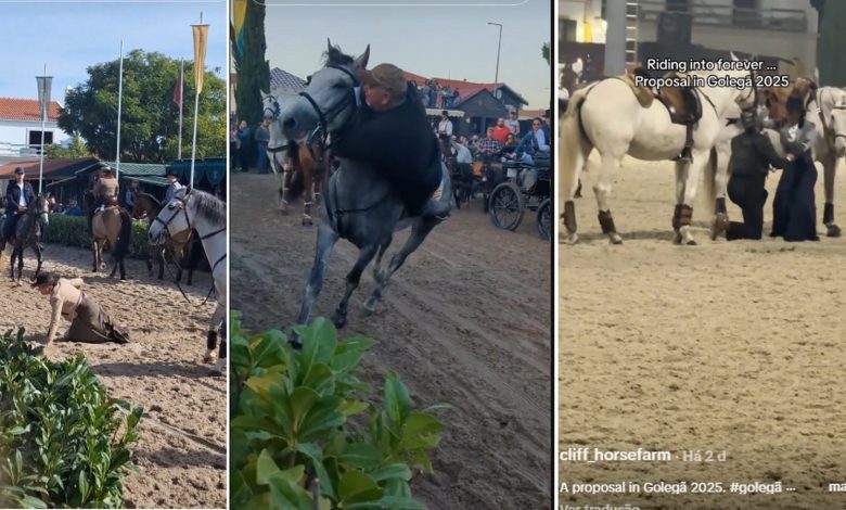 Feira da Golegã: quedas, pancadaria e um pedido de casamento golega 67890