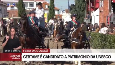 Feira do Cavalo da Golegã candidata a património imaterial golega cavalo 3
