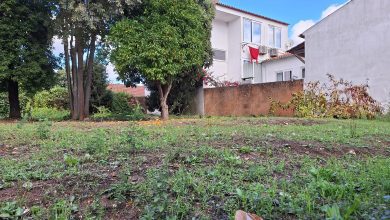 Mais uma empreitada com abates de árvores sem justificação logradouro rua pedro dias 20251102 121848