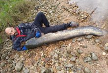 Tomarense pesca Siluro com 1.86m de comprimento siluro 3041b89c 9494 4b34 8503 ca5aa2223e55