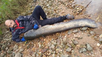 Tomarense pesca Siluro com 1.86m de comprimento siluro 3041b89c 9494 4b34 8503 ca5aa2223e55