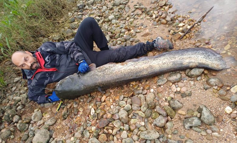 Tomarense pesca Siluro com 1.86m de comprimento siluro 3041b89c 9494 4b34 8503 ca5aa2223e55