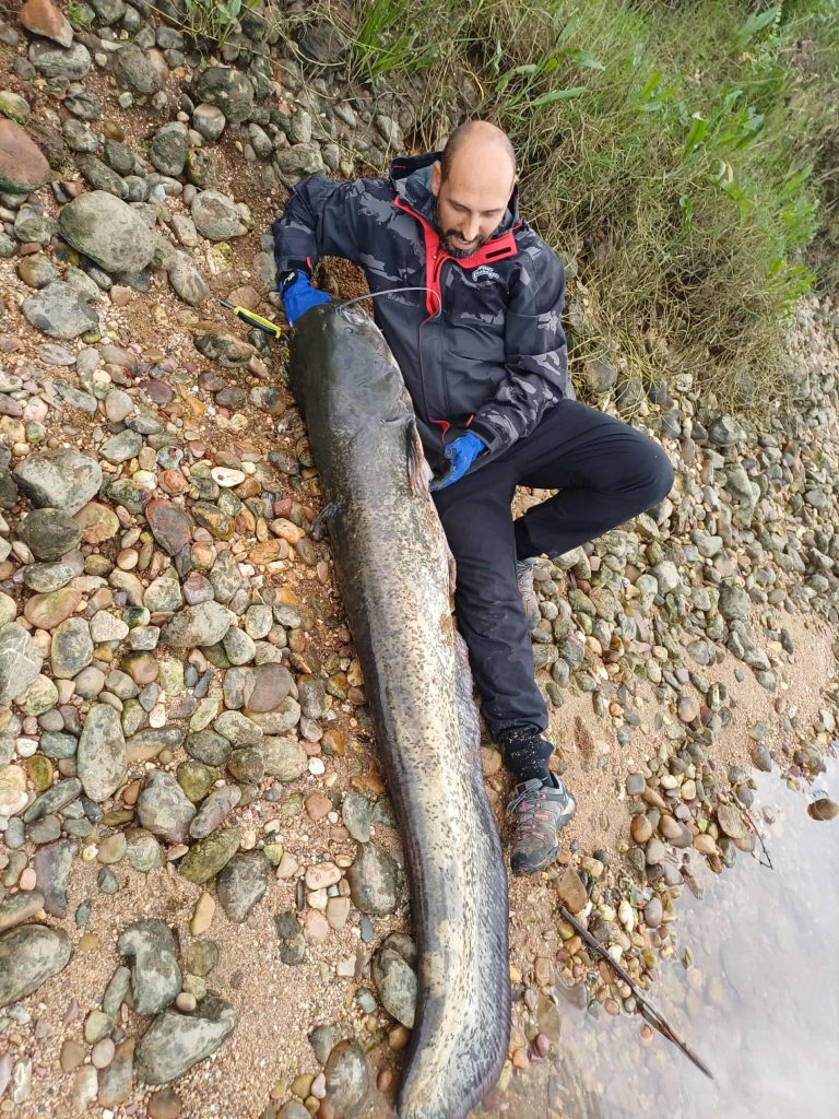 Tomarense pesca Siluro com 1.86m de comprimento siluro Messenger creation AE7EA074 285F 46CC 9843 B67C0D3C74ED