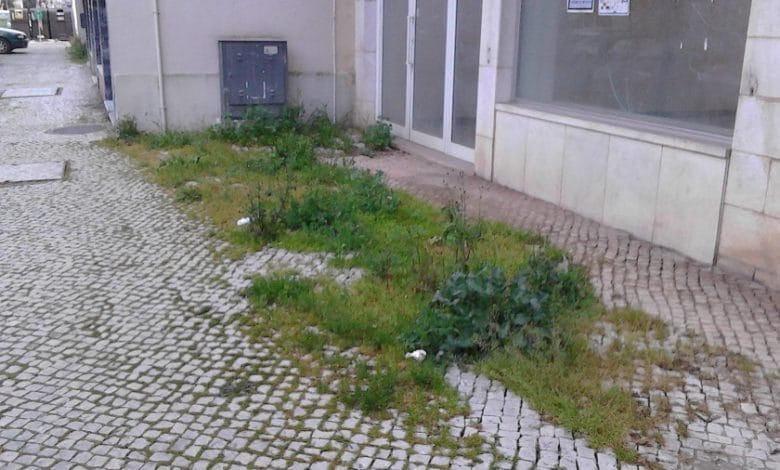 Av. Nuno Álvares Pereira desprezada IMG 20190310 071822