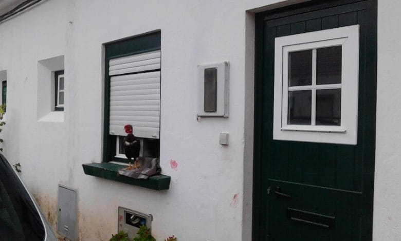 Galinha estás à janela galinha IMG 20181125 082112