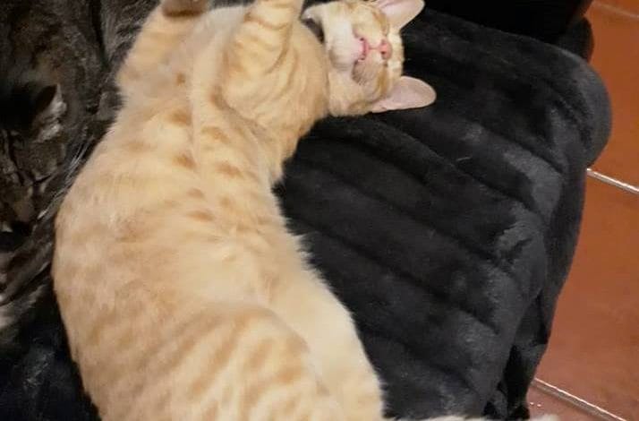 Andam a disparar tiros de pressão de ar contra gatos na Choromela gato chumbo 8102868498721538048 n