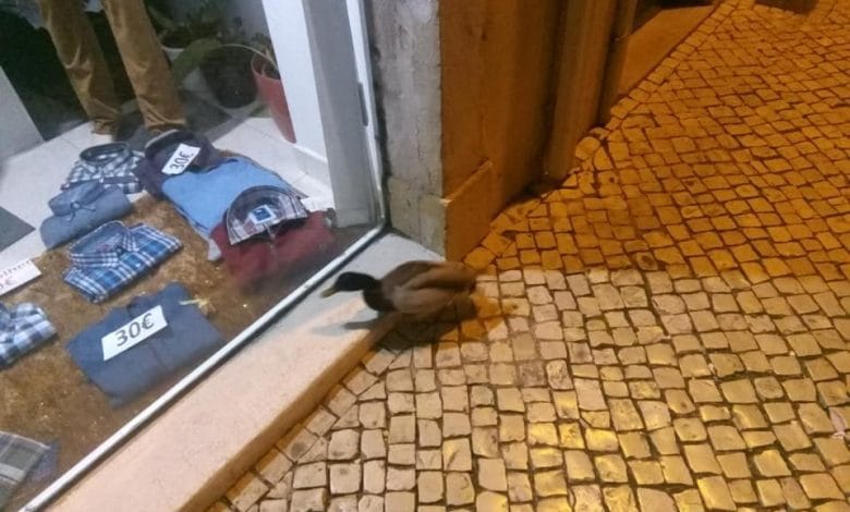 Um pato a ver as montras? insol 09179 1587009502706663424 n
