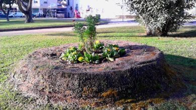 palmeira IMG 20190323 075623