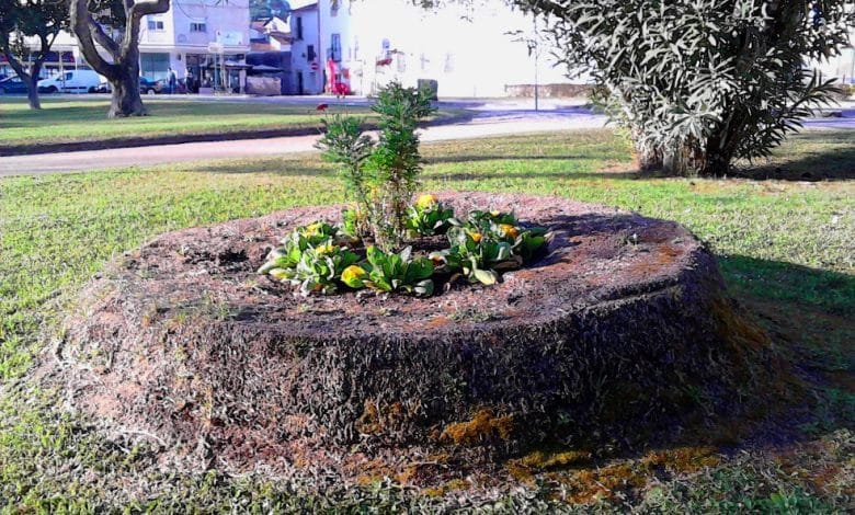Na natureza nada se perde… palmeira IMG 20190323 075623