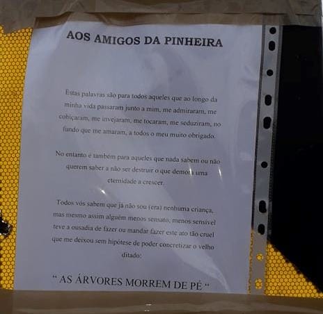 Homenagem a uma árvore que não morreu de pé pinheira 549016223492866048 n