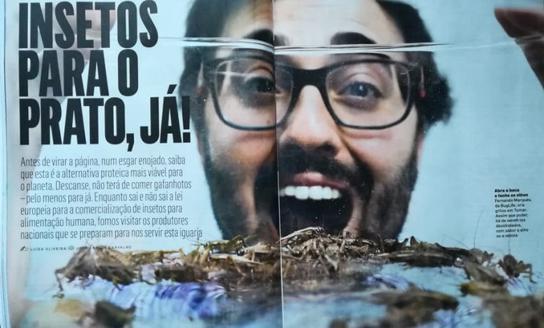 Há quem se dedique a criar grilos para alimentação em Tomar IMG 20190516 201228