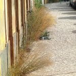 ervas IMG 2822