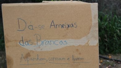ameixa IMG 4454