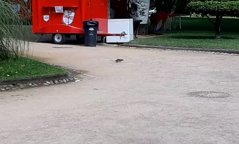 Ratos em vários locais da cidade (c/ vídeo) ratos varzea pequena Untitled