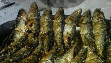 sardinha1353237278844495407 n