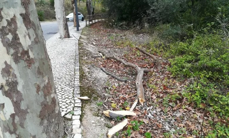 Ramo de árvore cai em cima de caminheira na estrada do Convento IMG 20191023 133918