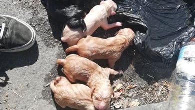 cachorros 9 2745940718827601920 n 1