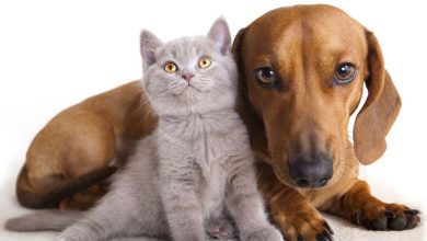 animais