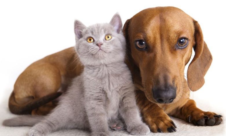 Santarém: aves e animais de companhia em exposição animais