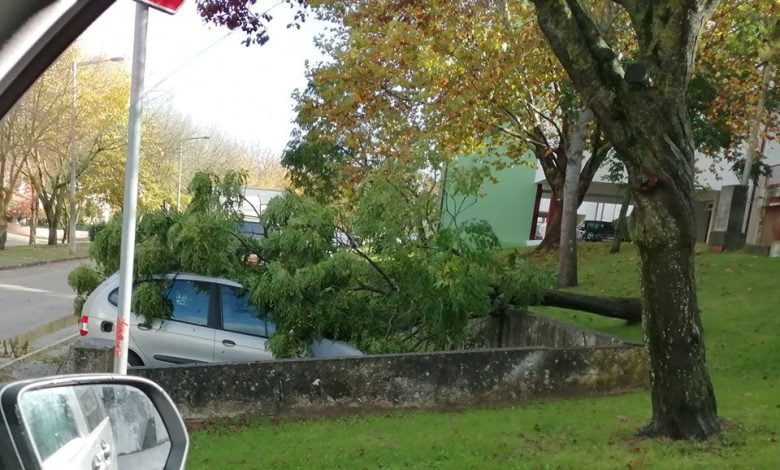 Árvore caiu em cima de carro arvore 068211140429873152 o