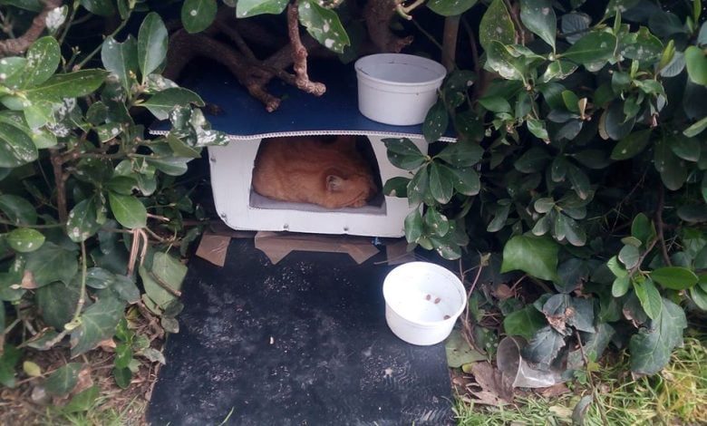 Comerciantes e moradores adotam um gato de rua gata 917911 3636107106496544768 o