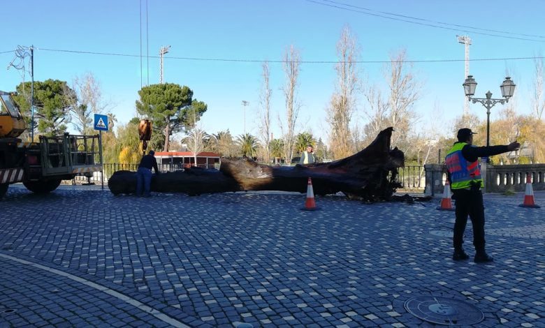Tronco de grandes dimensões retirado do rio Nabão (c/ vídeos e fotos) IMG 20191227 143527