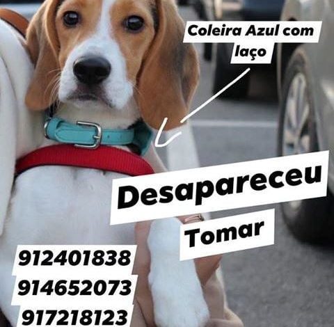 Apelo* (atualização) apelo 023 2560981916480176128 n