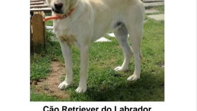 apelo 95210656 5413868669597908992 o