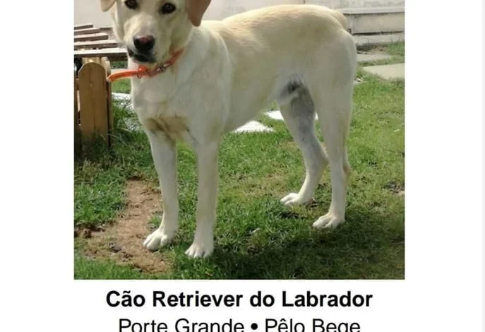 Thor continua desaparecido apelo 95210656 5413868669597908992 o