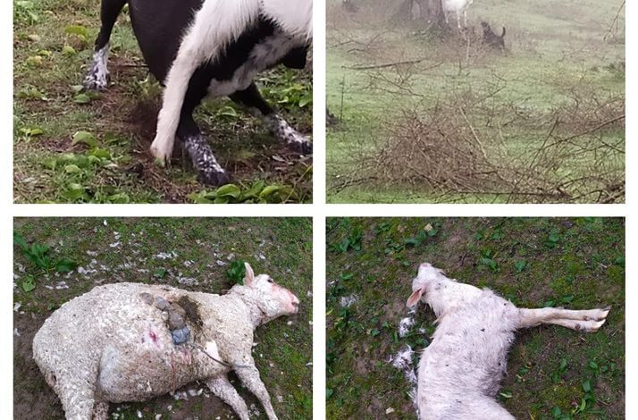 Mais seis ovelhas mortas por cães e desta vez há fotos ovelhas mortas 56789 1