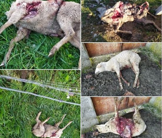 Ovelhas mortas e estripadas por cães vadios em Tomar (c/ fotos) ovelhas mortas caes