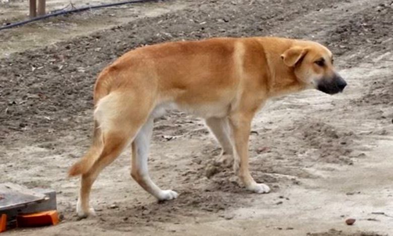 Distrito: 81 casos de maus-tratos e abandono de animais cao gato 56