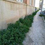 ervas IMG 20200221 134047