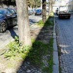 ervas IMG 20200221 134418