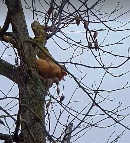 Bombeiros resgatam gato de árvore (c/ vídeo) gato 38956 1178573600509n