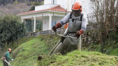 limpeza terrenos