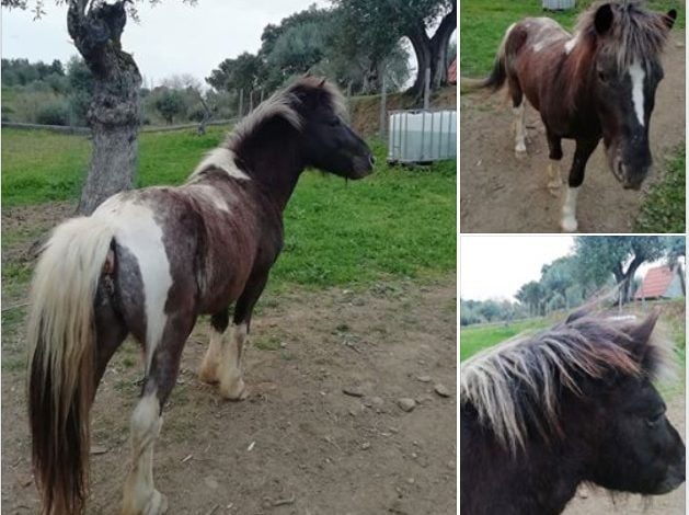 Apelo: de quem é este cavalo? (Atualização)* apelo 5678