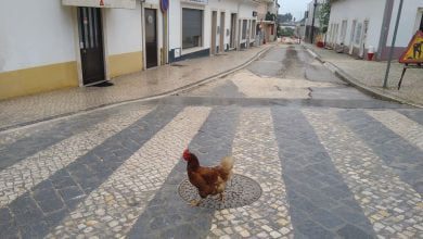 galinha fz 4347918 7297711638533111808 o