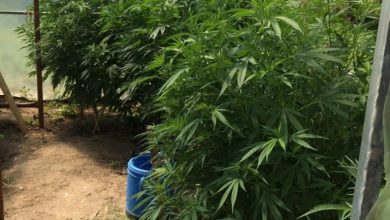 cannabis GNR Santarem Apreensao