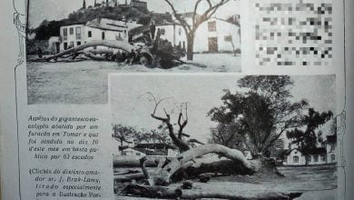 eucalipto 1919 039 4477733835370397696 o