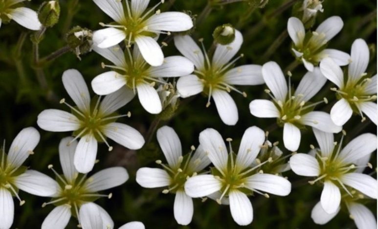 Descoberta nova planta na Serra de Aire e Candeeiros flor pnsac