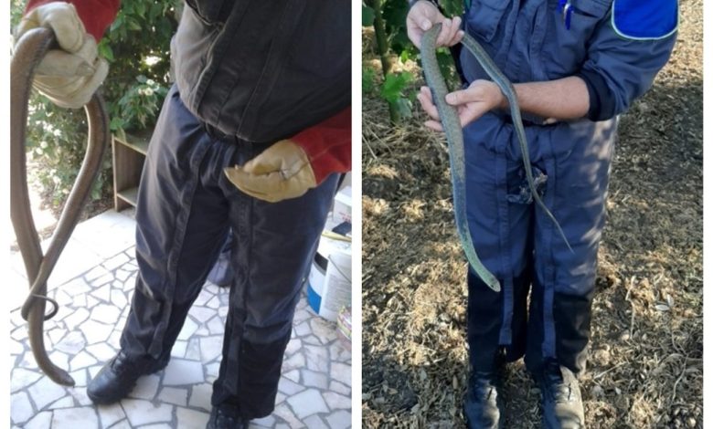 GNR recolhe cobras em habitações cobra gnr 78