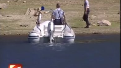 crocodilo