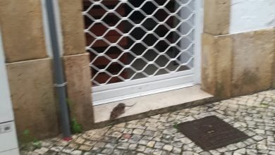 rato IMG 20200409 132321