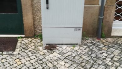 rato IMG 20200409 132324