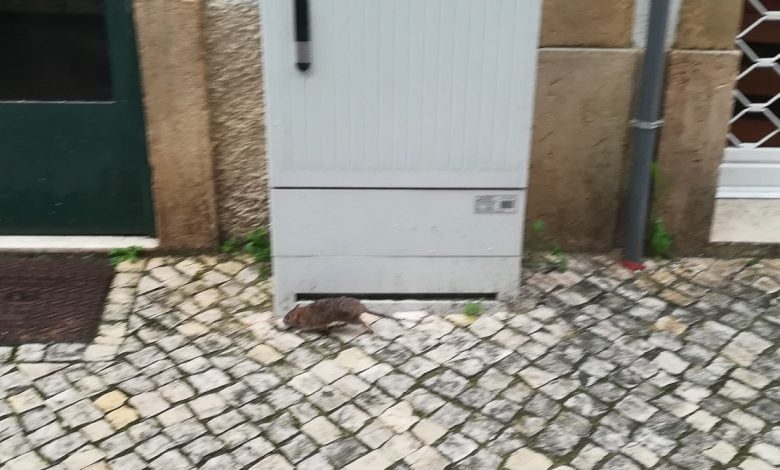 Quase 12 mil euros para acabar com os ratos na cidade rato IMG 20200409 132324