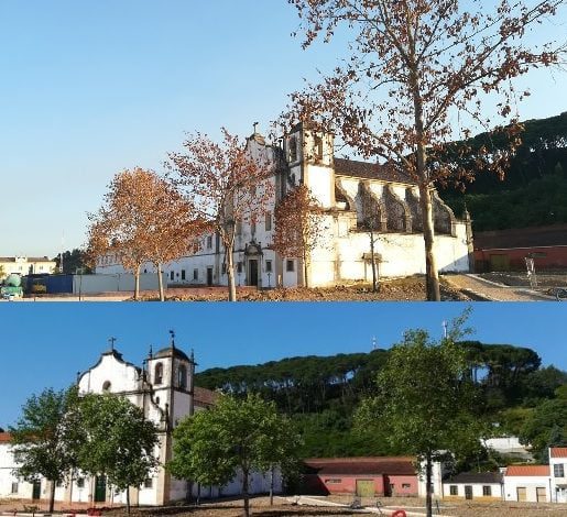 Árvores plantadas na Várzea Grande secaram arvores varzea