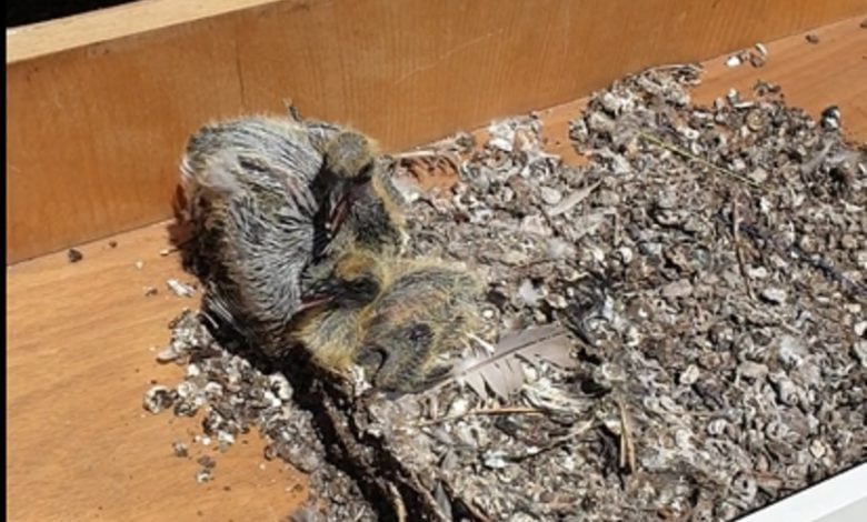 Pássaros bebés vivos colocados no lixo (c/ vídeo) aves y789