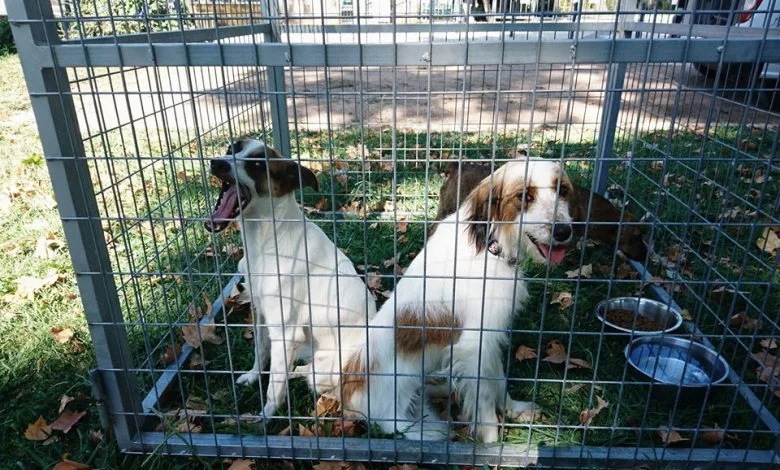Quem quer adotar um cão ou um gato? caes canil apat